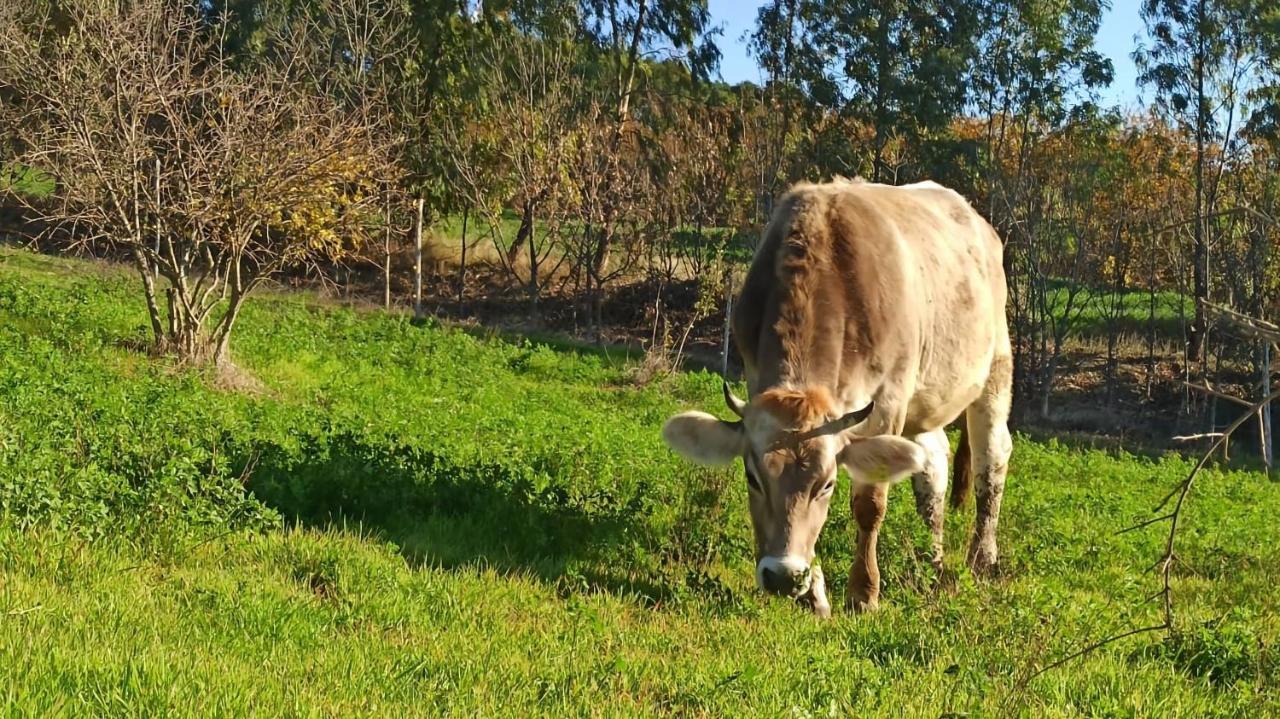 Masseria La Fiorita Матера Екстер'єр фото