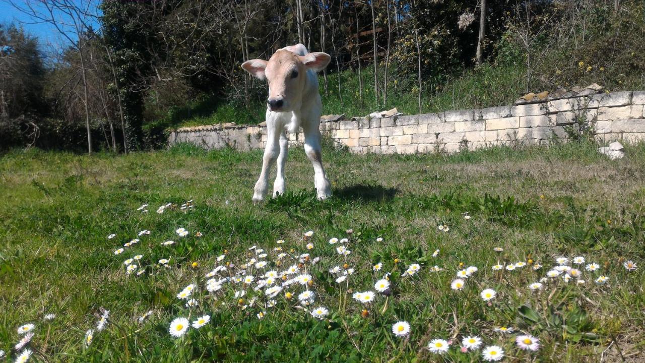 Masseria La Fiorita Матера Екстер'єр фото